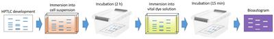 Antibacterial effect of essential oils and their components against Xanthomonas arboricola pv. pruni revealed by microdilution and direct bioautographic assays